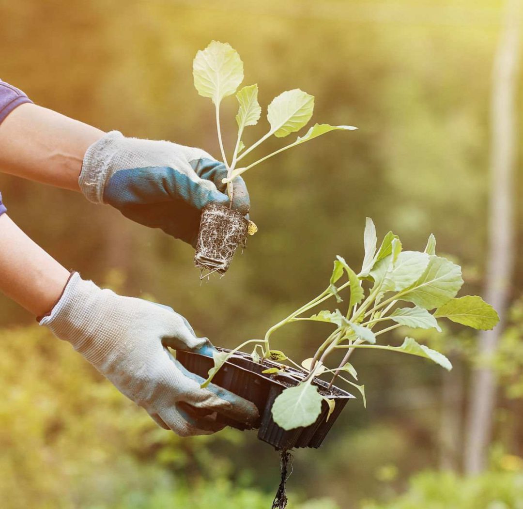Growing Broccoli - Tips for Planting, Care, Harvest & Recipe Ideas