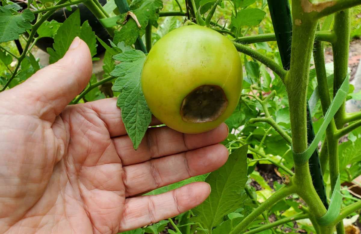 Handy holding a tomato with blossom end rot.