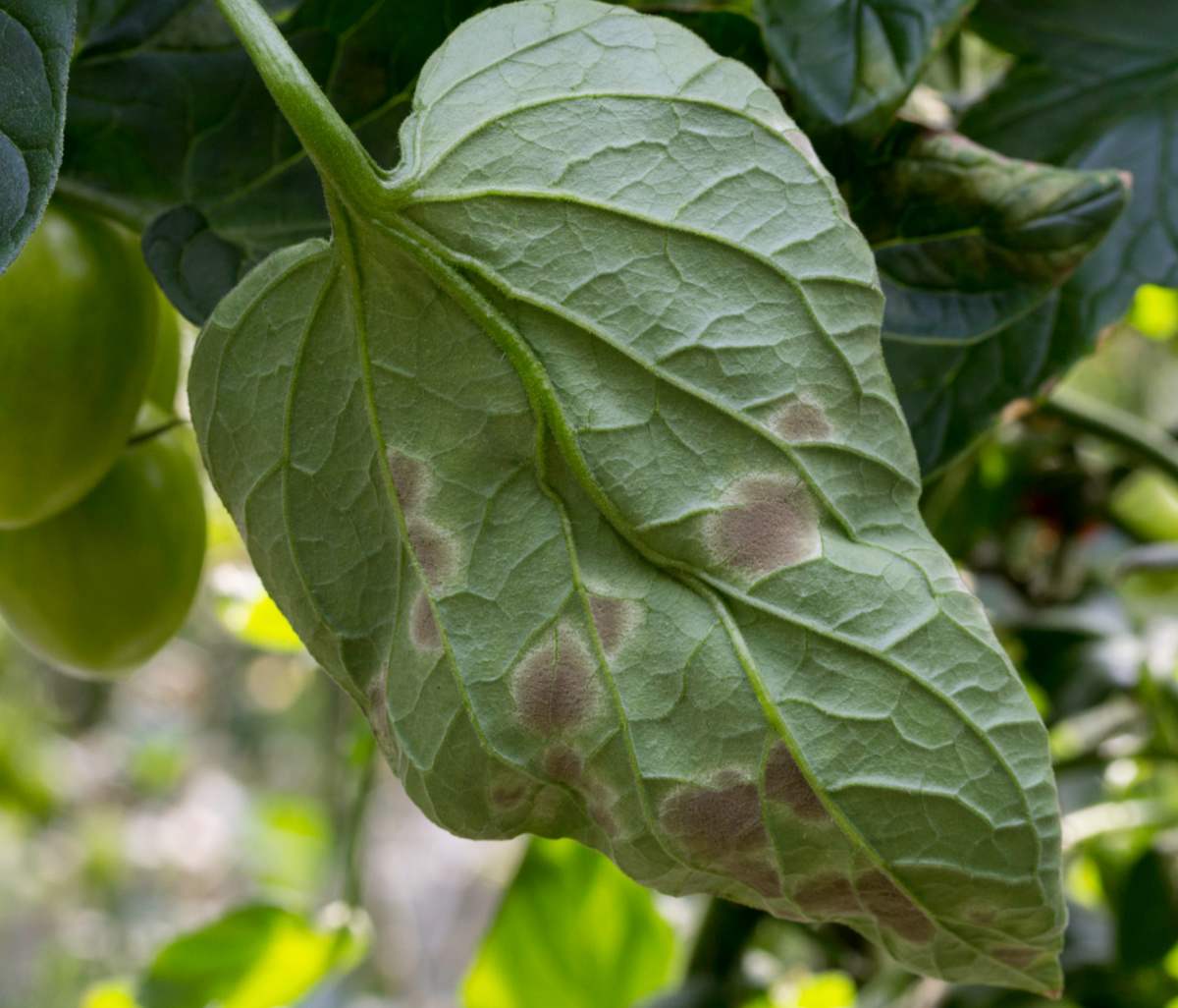 Tomato plant affected by leaf mold.