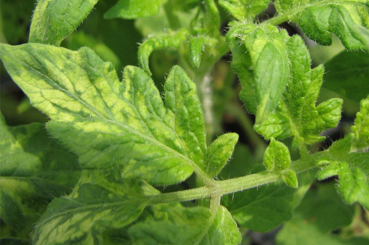 Plant affected by tomato mosaic virus.