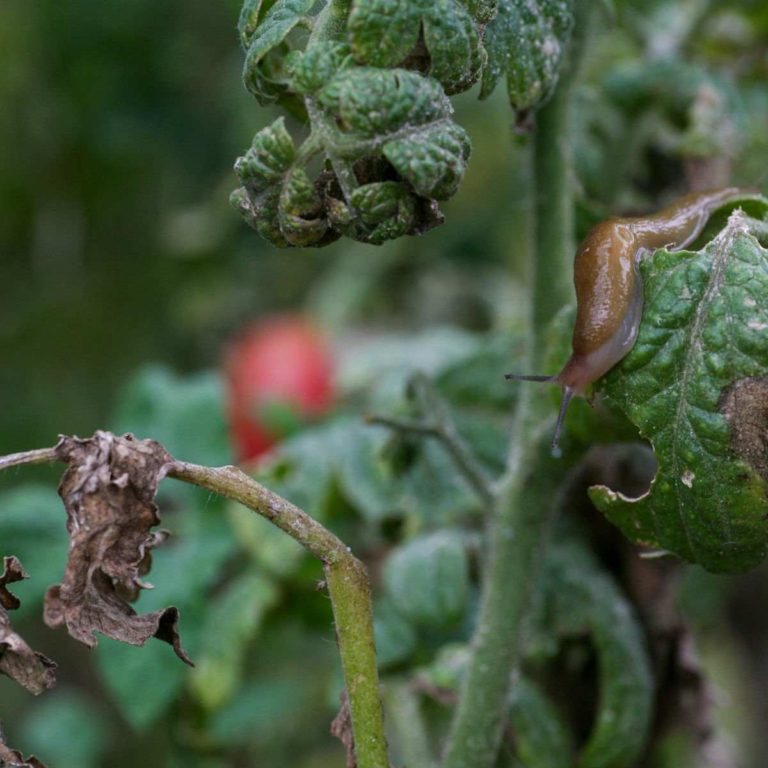 30 Tomato Plant Problems – What’s Wrong with my Tomato Plant?