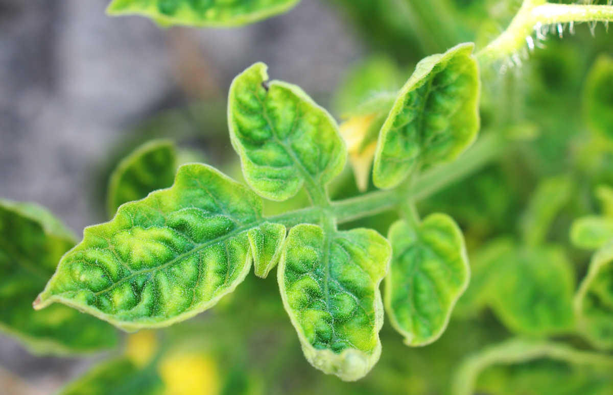 Tomato plant affected by yellow leaf curl.