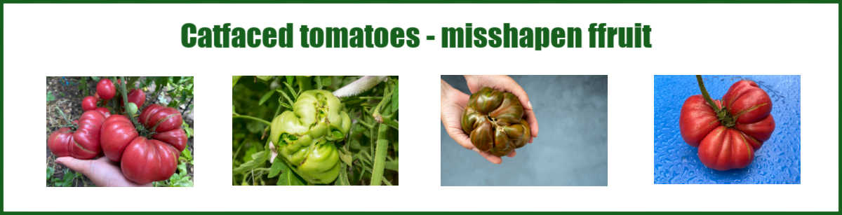 Images of Catfaced tomatoes.