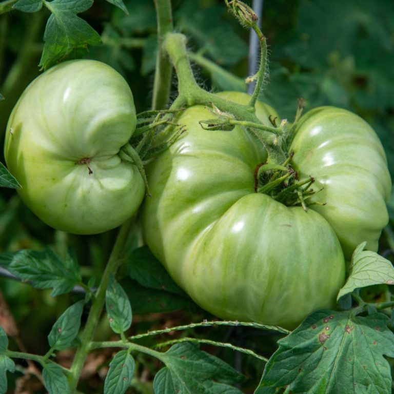 Two green tomatoes affected by catfacing abiotic disorder.