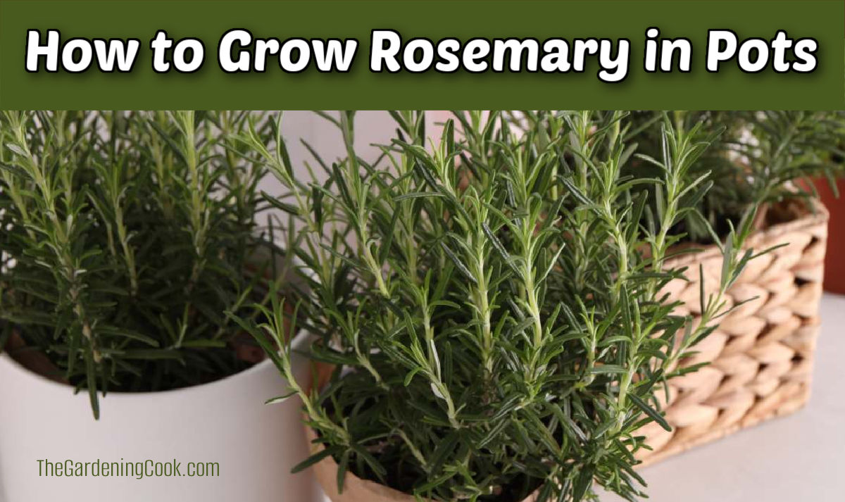 It's easy to grow rosemary in pots of all types.