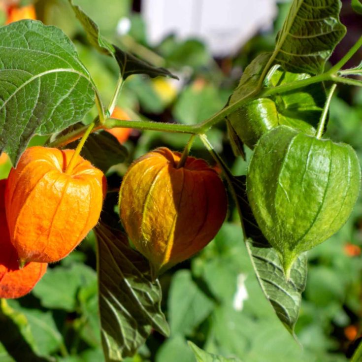 Chinese lantern pods in various colors on a vine.