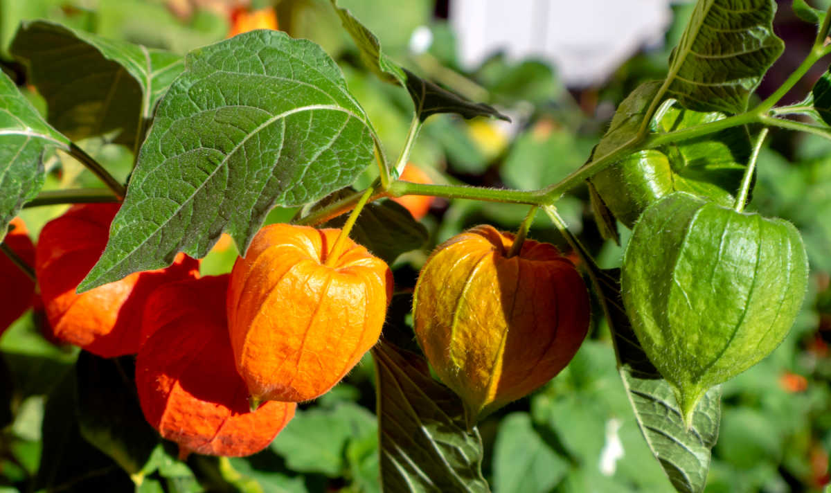 Chinese lantern plant pods in shades from green to orange.