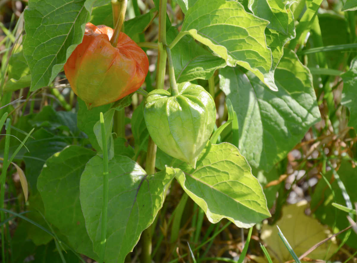Chinese lantern plant in a sunny garden.