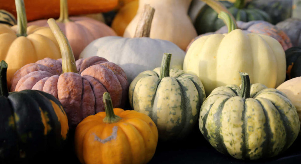 What are Heirloom Pumpkins? Uses Types Seeds Decorating
