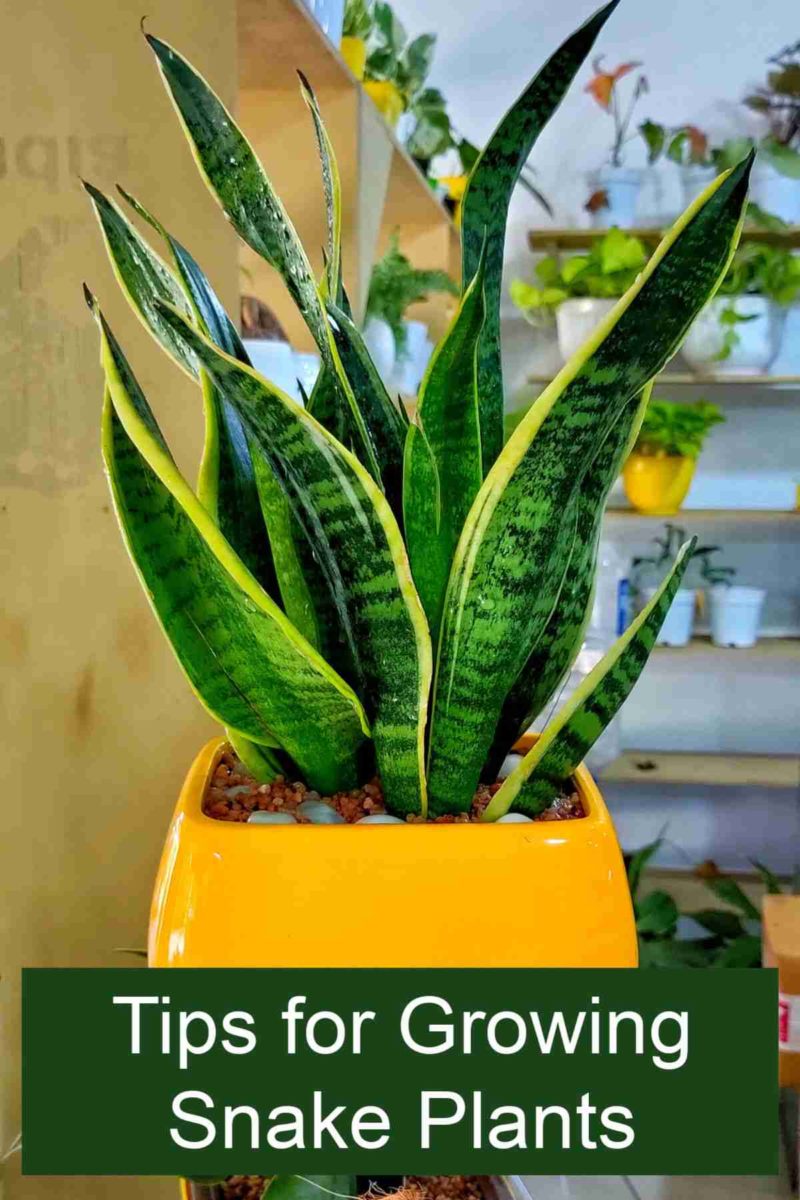 Snake Care And Feeding For Dracaena Guinnessi