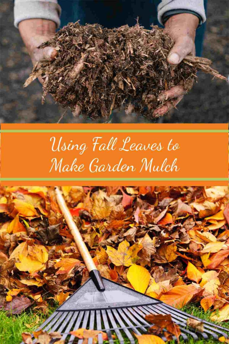 Tips for Mulching Leaves How to Make Composted Leaf Mulch