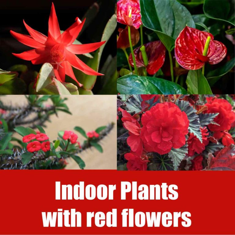 Collage with red blooms and words indoor plants with red flowers.