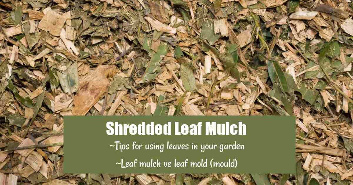 Shredded Leaf Mulch Mulched leaves with words shredded leaf mulch, tips for using leaves in your garden.