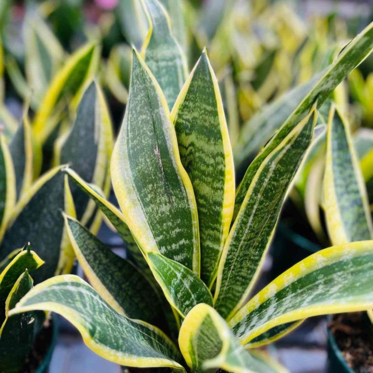 Snake Plant Care – Growing Dracaena Trifasciata (Sansevieria)