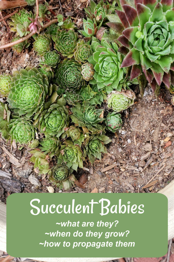 Succulent offsets ready for propagation in soil