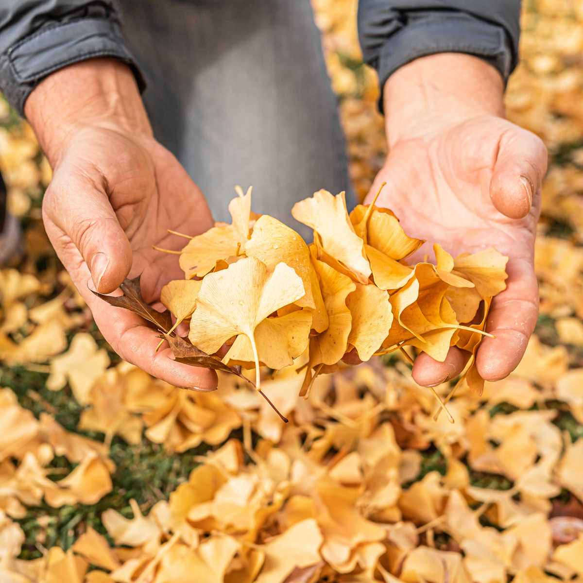 Hands holding fall leaves.