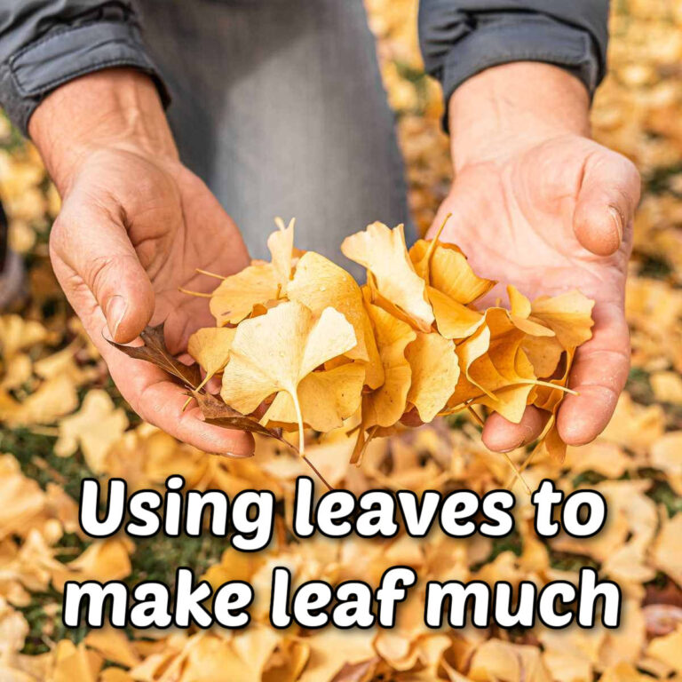 Hands holding leaves in fall. Text overlay reads using leaves to make leaf mulch.