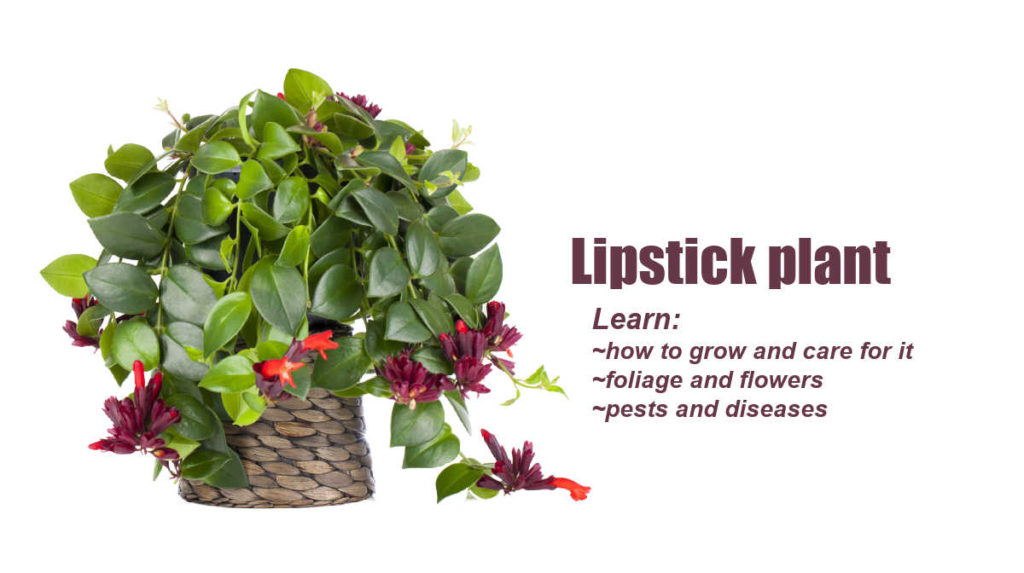 Lipstick Plant Care How to Grow Aeschynanthus Radicans