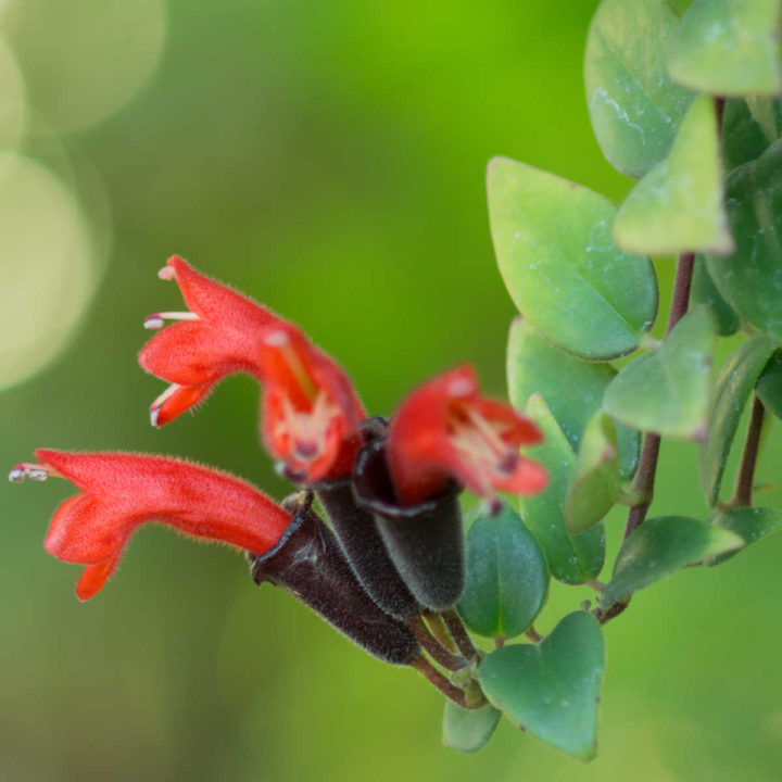 Red flowers of lipstick plant.