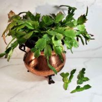 Thanksgiving cactus in a copper pot with three stem cuttings to propagate.