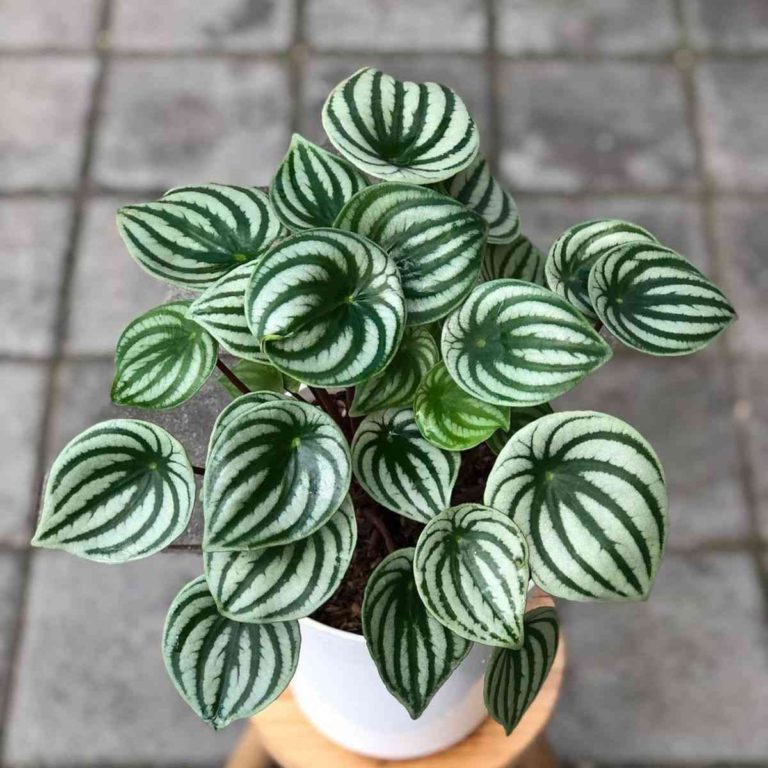 Watermelon peperomia plant in a white pot sitting on a bench.