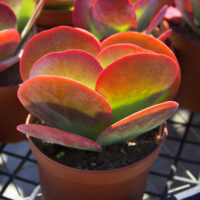 A mature flapjack succulent plant with bright red margins on the leaves in a tan plastic pot.