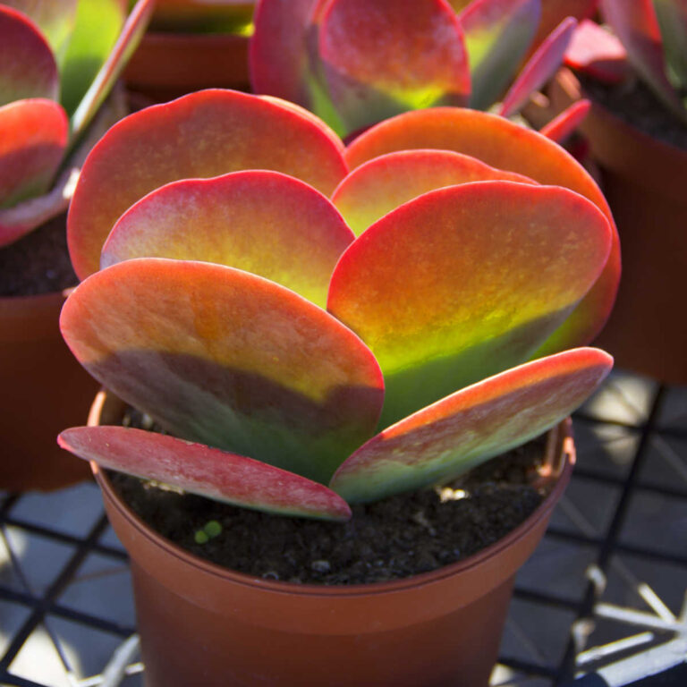 A mature flapjack succulent plant with bright red margins on the leaves in a tan plastic pot.