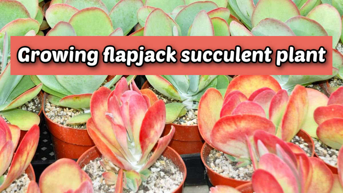 Flapjack succulent plants with bright red margins on the leaves. Red text box readds Growing flapjack succulent plant.