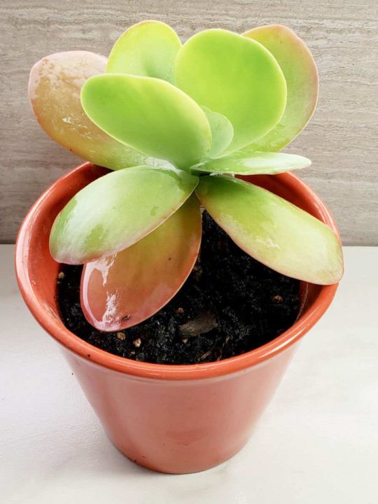 Flapjack Succulent Plant - AKA Paddle Plant, Kalanchoe Thyrsiflora