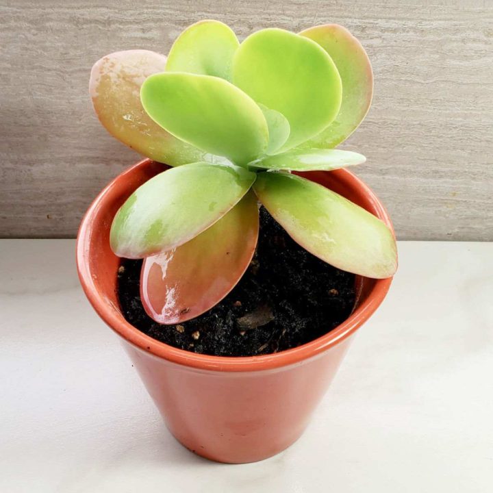 Overhead view of a paddle plant.