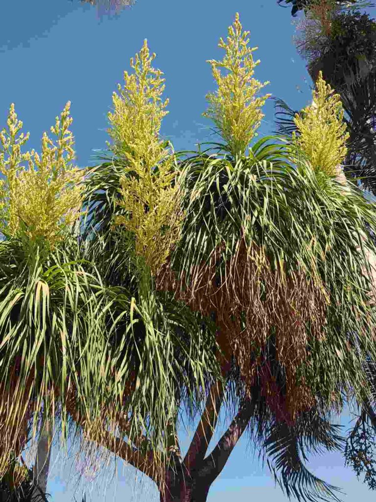 Ponytail Palm Flowering