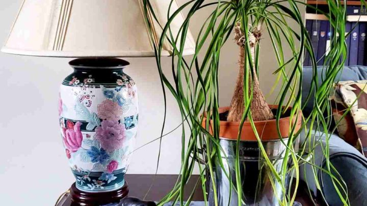 Ponytail Palm care - How to Grow Beaucarnea Recurvata