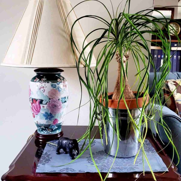 Ponytail palm on a table near a lamp and statue.