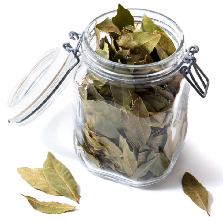 How to Dry Bay Leaves Tips for Preserving Bay Laurel Leaves