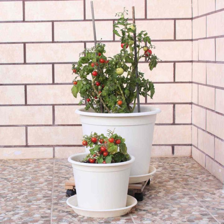 Two determinate tomato plants on a patio in white pots.