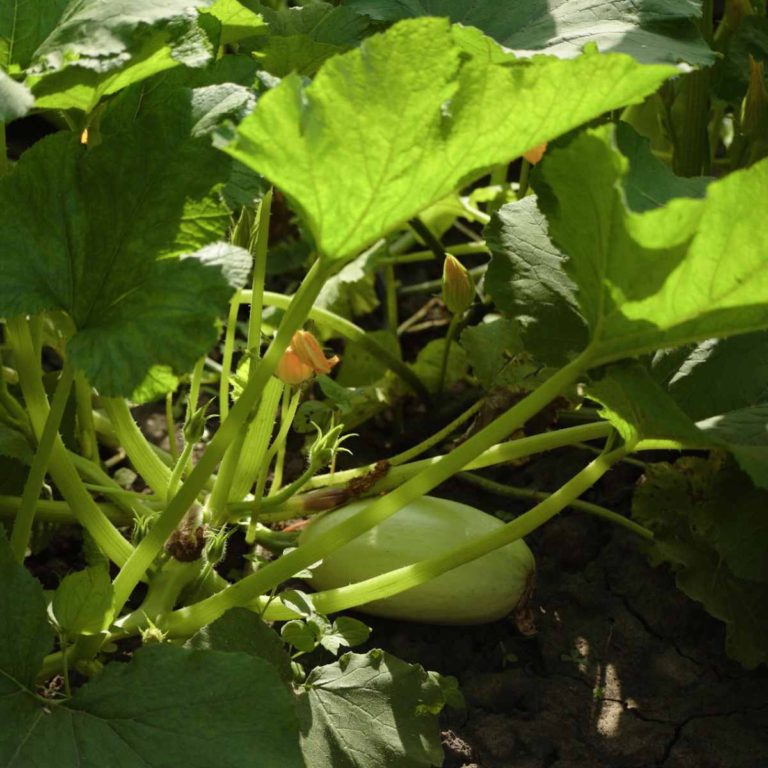 Growing Zucchini – Tips for How to Grow Summer Squash