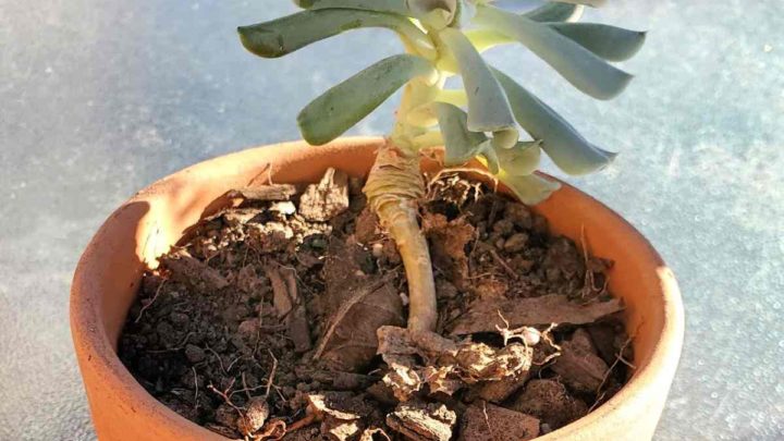 Leggy succulents- Etiolation - How to Fix a Stretched Succulent