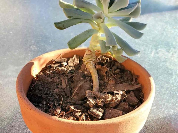Leggy succulents- Etiolation - How to Fix a Stretched Succulent