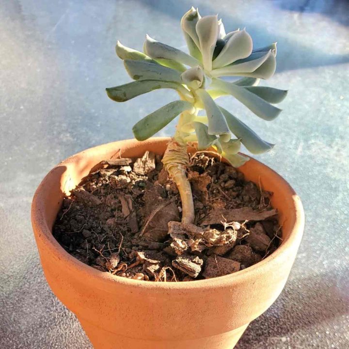 Echeveria plant in a clay pot which has become leggy and has lost its bottom leaves.