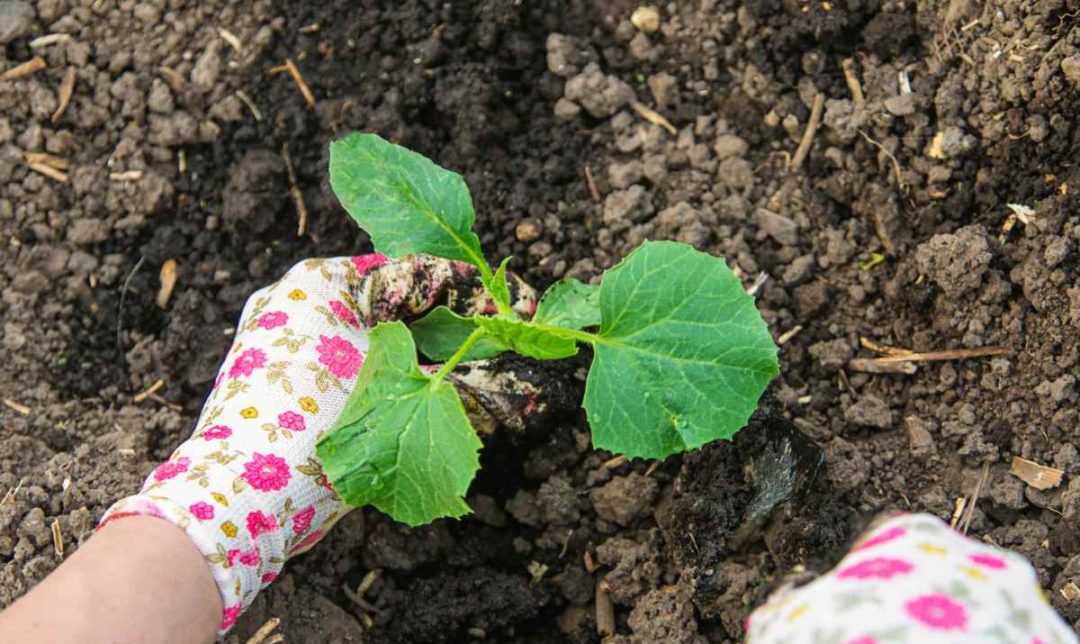 Growing Zucchini - Tips for How to Grow Summer Squash