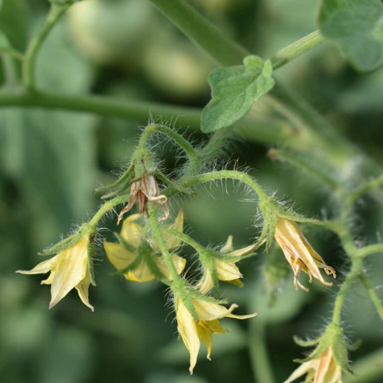 Shriveling tomato flower on a plant.