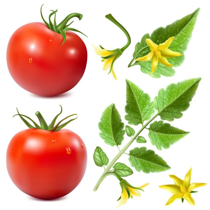 Picture of tomato fruits, leaves and blossoms.