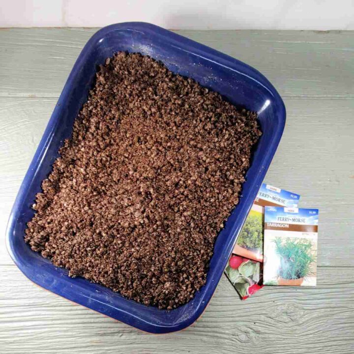 Seed starting mix in a blue tray with packages of seeds.