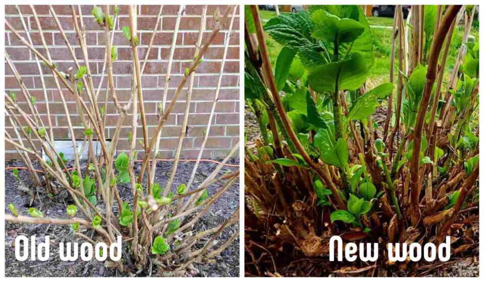 When to Prune Hydrangeas (by Type) For the Best Flowers
