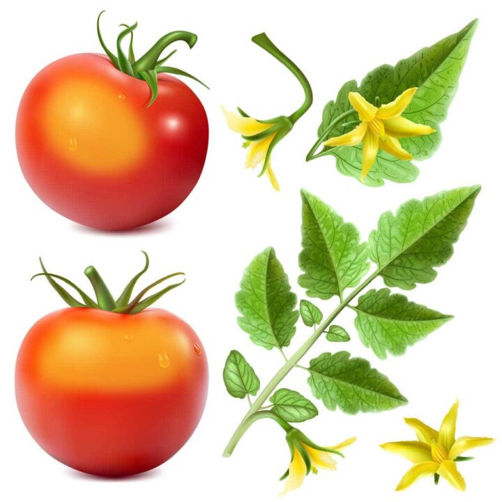 Printable - Tomato Varieties Resistant to Sunscald
