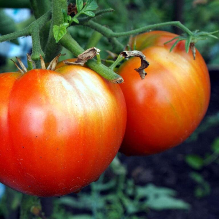 Tomato Sunscald – How to Prevent Sunscald on Tomatoes