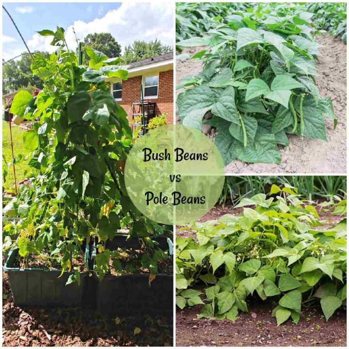 Pole Beans vs Bush Beans at a Glance Printable