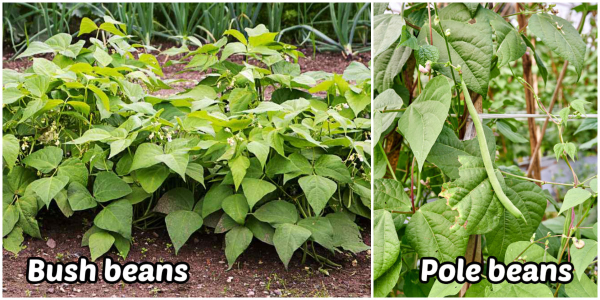 Pictures showing the differences between bush beans and pole beans.