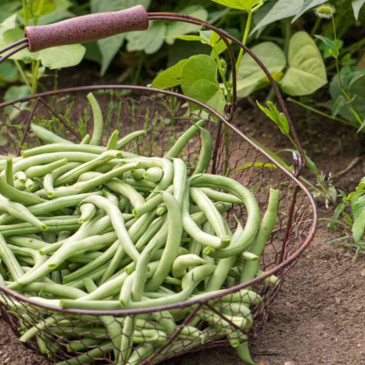 Tips for Growing Green Beans 