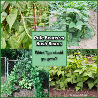 Pole beans vs bush beans - Which ones should you grow?